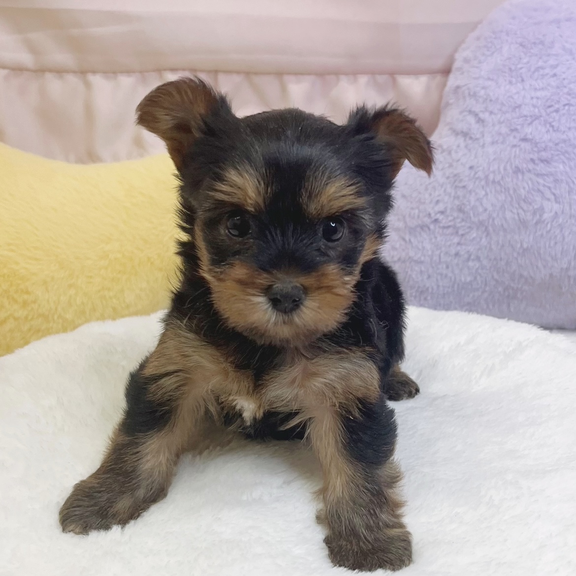 静岡県のヨークシャーテリア (犬の家＆猫の里マークイズ静岡店/2026年6月1日生まれ/女の子/スチールブルータン)の子犬の4枚目の画像