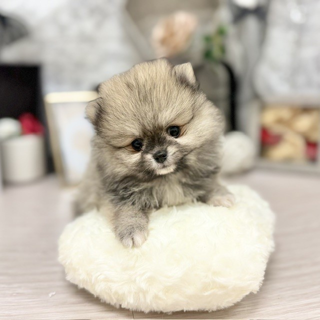 千葉県のポメラニアン (犬の家＆猫の里ワンズモール稲毛店/2026年6月2日生まれ/女の子/オレンジ)の子犬の4枚目の画像