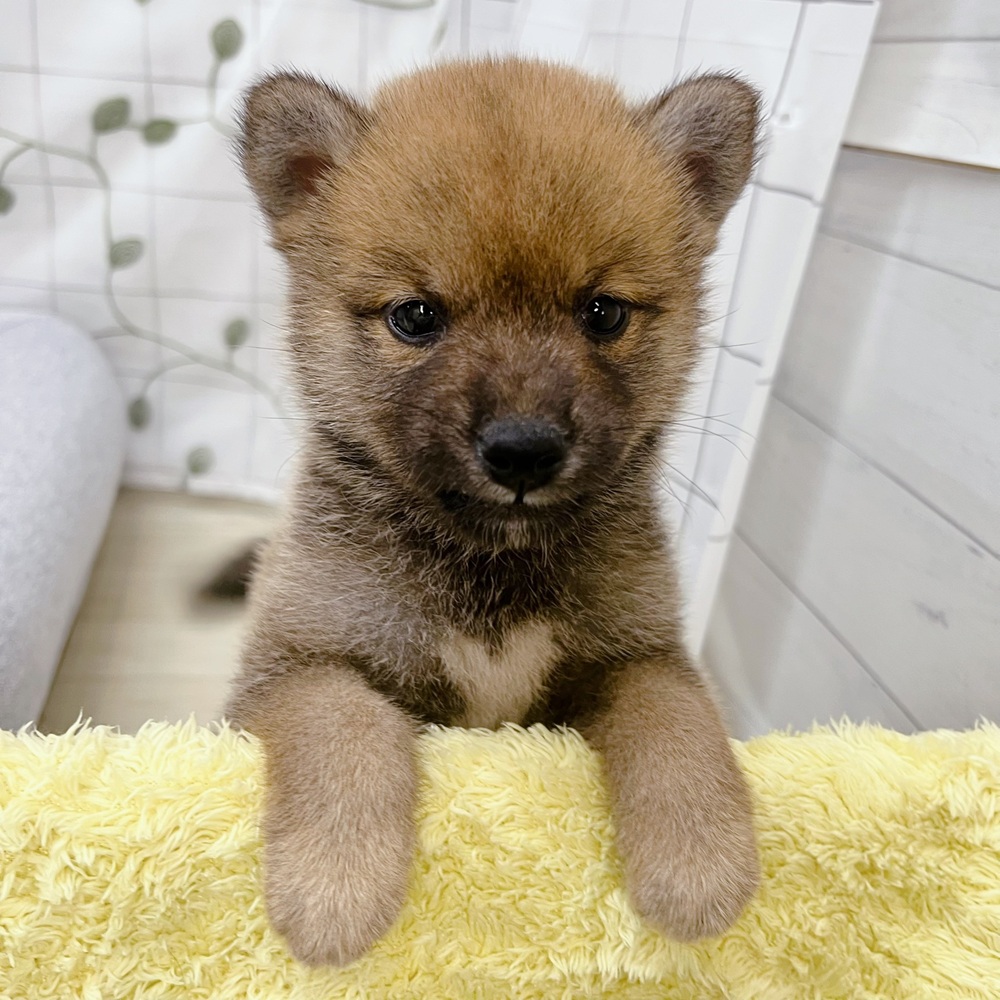長野県の柴犬(標準サイズ) (犬の家＆猫の里塩尻店/2026年5月31日生まれ/女の子/赤)の子犬の4枚目の画像