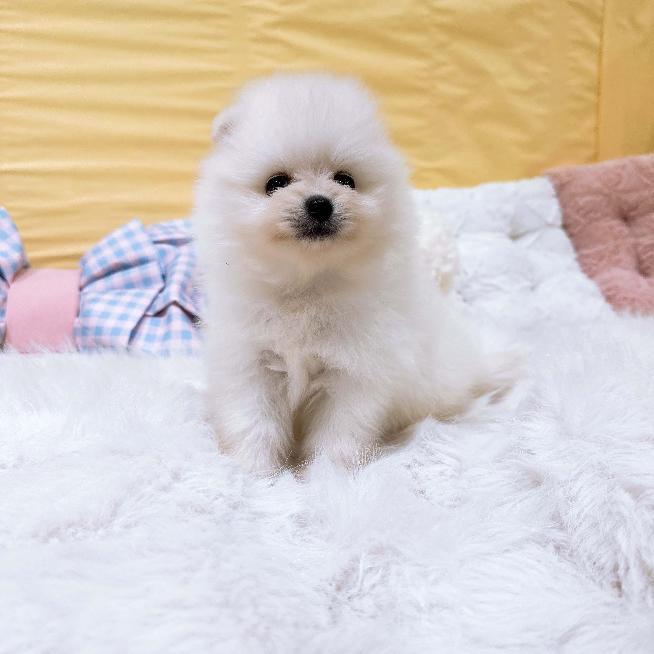神奈川県のポメラニアン (犬の家＆猫の里元住吉ブレーメン通り店/2026年6月2日生まれ/女の子/ホワイト)の子犬の4枚目の画像