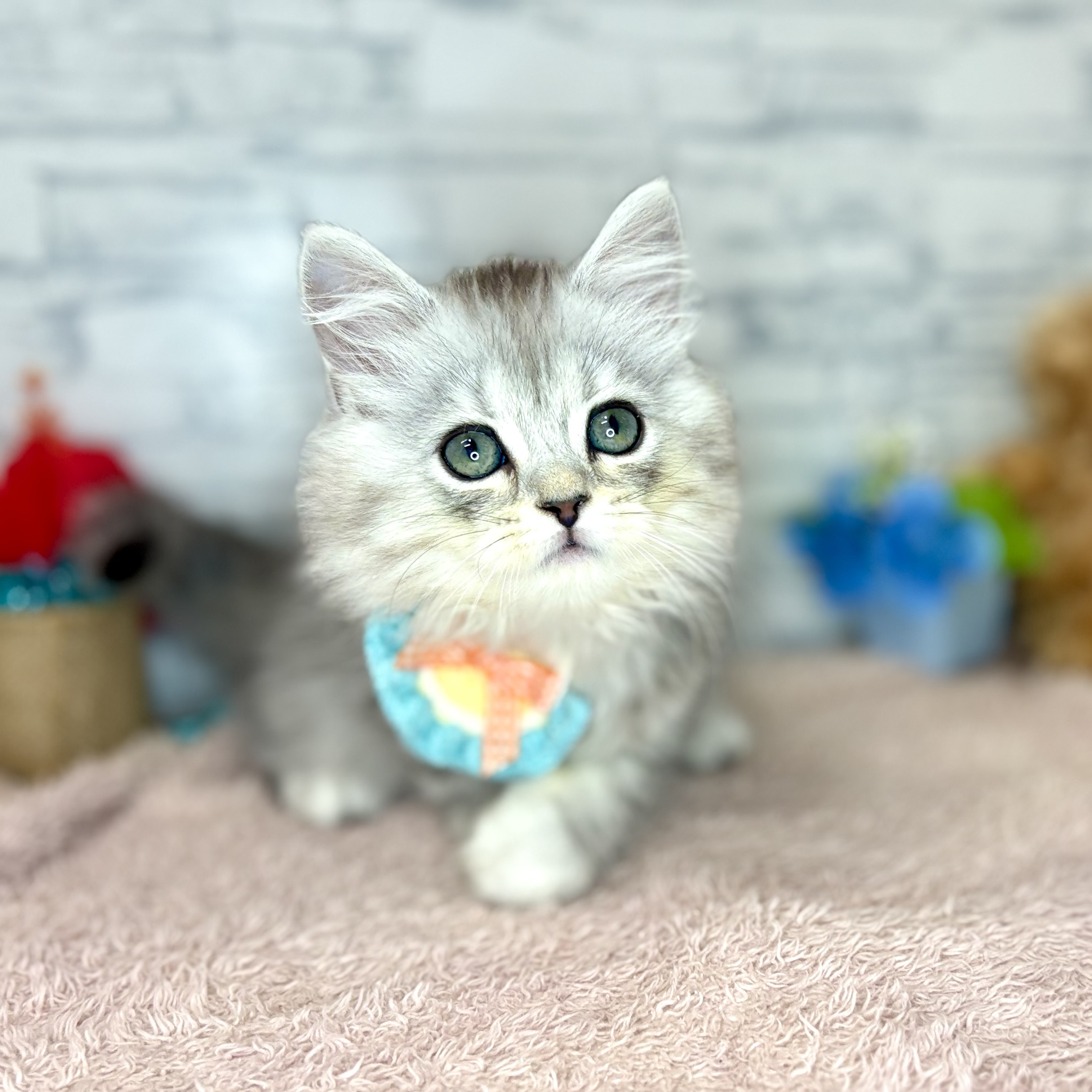 長野県のラガマフィン (犬の家＆猫の里長野店/2026年5月27日生まれ/男の子/シルバータビー)の子猫の4枚目の画像