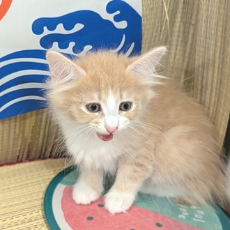 神奈川県のノルウェージャンフォレストキャット (犬の家＆猫の里小田原店/2026年5月28日生まれ/女の子/クリームタビーホワイト)の子猫の4枚目の画像