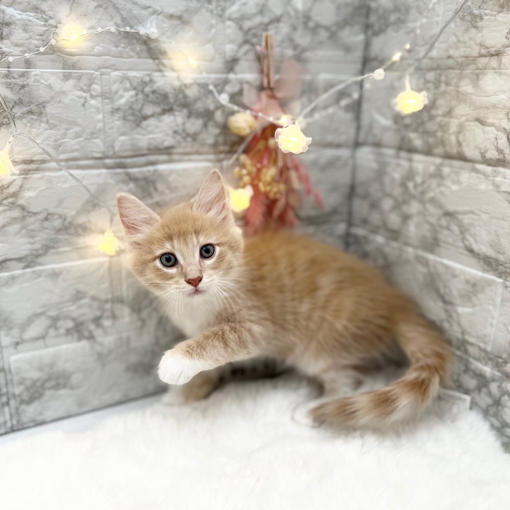 静岡県のノルウェージャンフォレストキャット (犬の家＆猫の里MEGAドン・キホーテ袋井店/2026年5月28日生まれ/男の子/クリームタビーホワイト)の子猫の4枚目の画像