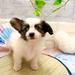 静岡県のパピヨン (犬の家＆猫の里プレ葉ウォーク浜北店/2026年6月1日生まれ/男の子/ホワイトブラウン)の子犬の4枚目の画像