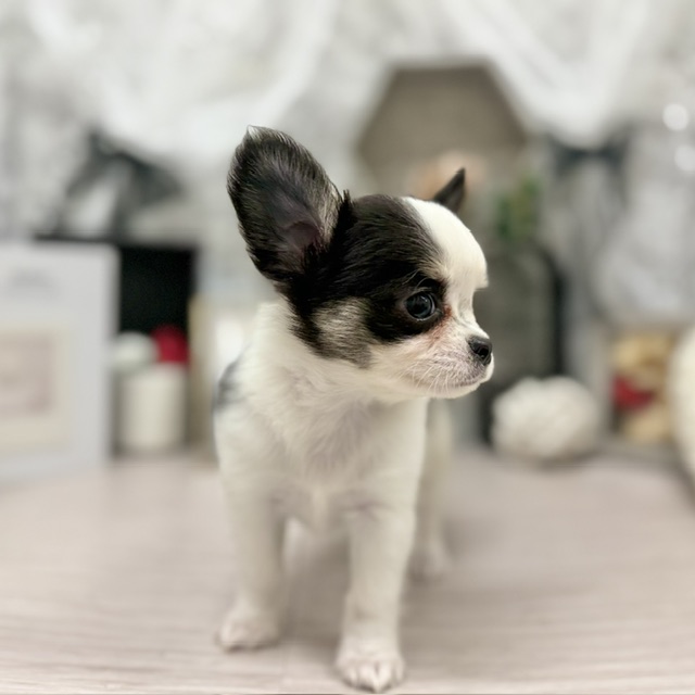 千葉県のチワワ(ロング) (犬の家＆猫の里ワンズモール稲毛店/2026年6月2日生まれ/男の子/ホワイトブラックタン)の子犬の4枚目の画像
