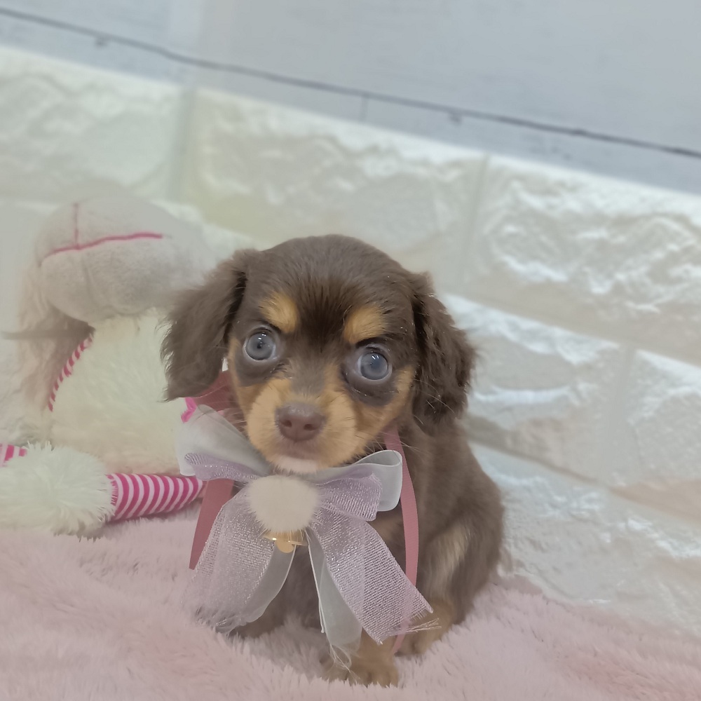 静岡県のチワックス(チワワ×ダックス) (犬の家＆猫の里アミーゴ浜松和田店/2026年6月1日生まれ/女の子/チョコレートタン)の子犬の4枚目の画像