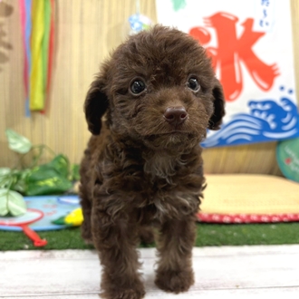 神奈川県のチワプー/プーチー(チワワ×プードル) (犬の家＆猫の里小田原店/2026年6月1日生まれ/女の子/ブラウン)の子犬の4枚目の画像
