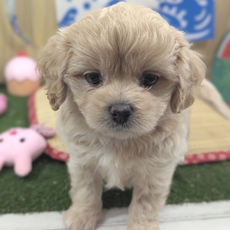 神奈川県のペキプー(ペキニーズ×プードル) (犬の家＆猫の里小田原店/2026年6月1日生まれ/女の子/アプリコット)の子犬の4枚目の画像