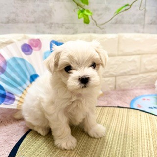 静岡県のマルチーズ (犬の家＆猫の里プレ葉ウォーク浜北店/2026年5月31日生まれ/女の子/ホワイト)の子犬の4枚目の画像