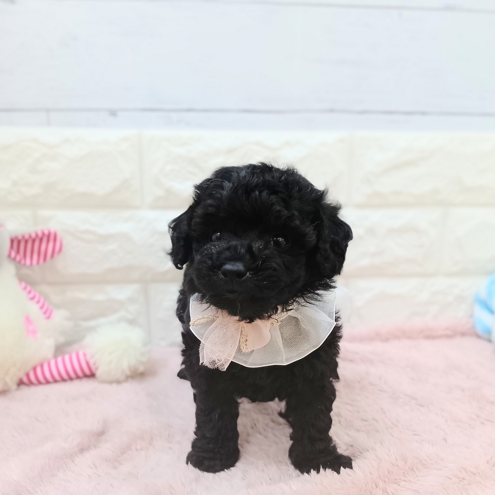 静岡県のトイプードル(トイ) (犬の家＆猫の里アミーゴ浜松和田店/2026年5月31日生まれ/女の子/ブラック)の子犬の4枚目の画像