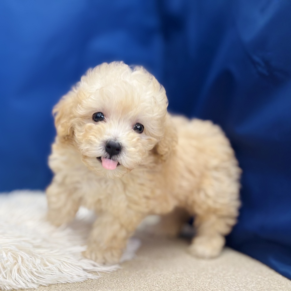 岐阜県のマルプー(マルチーズ×プードル) (犬の家＆猫の里中津川店/2026年6月1日生まれ/男の子/アプリコット)の子犬の4枚目の画像