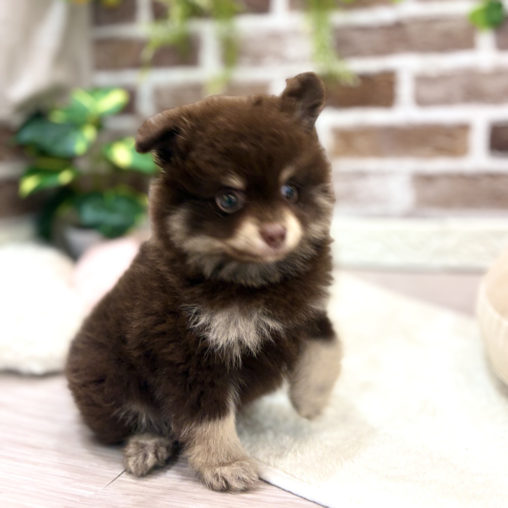 三重県のポメラニアン (犬の家＆猫の里三重桑名店/2026年6月2日生まれ/男の子/チョコレートタン)の子犬の4枚目の画像