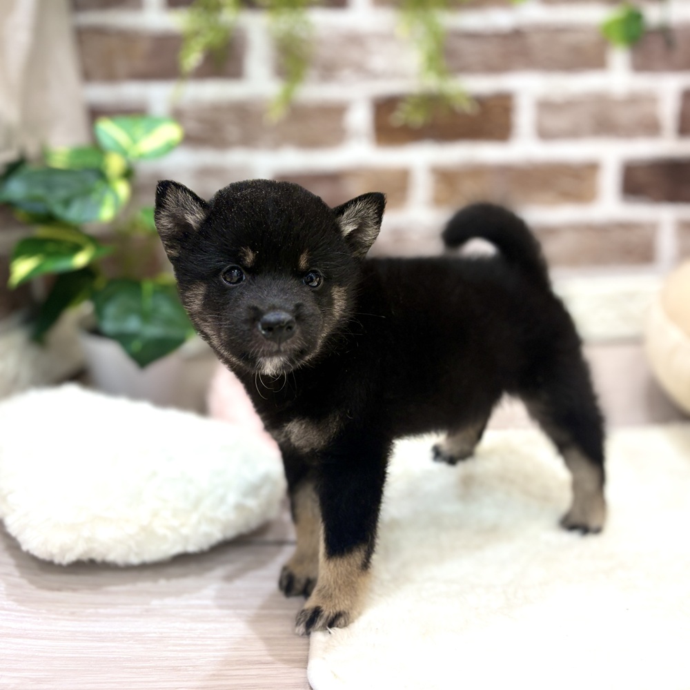 三重県の柴犬(標準サイズ) (犬の家＆猫の里三重桑名店/2026年6月1日生まれ/男の子/黒)の子犬の4枚目の画像