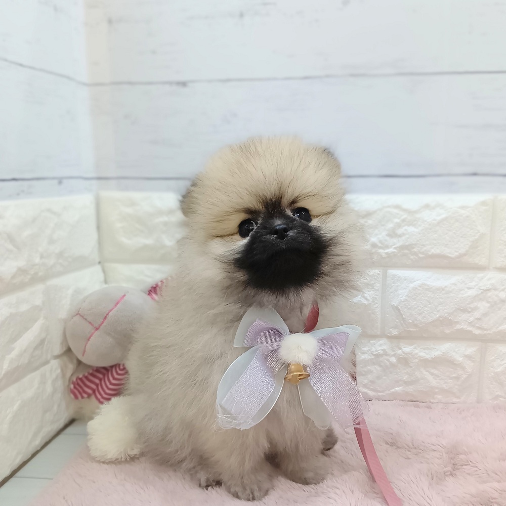 静岡県のポメラニアン (犬の家＆猫の里アミーゴ浜松和田店/2026年6月2日生まれ/女の子/ウルフセーブル)の子犬の4枚目の画像