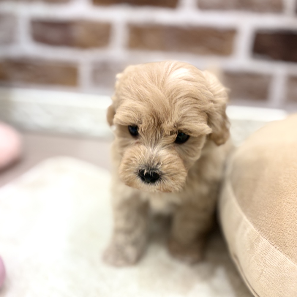 三重県のマルプー(マルチーズ×プードル) (犬の家＆猫の里三重桑名店/2026年5月31日生まれ/男の子/アプリコット)の子犬の4枚目の画像