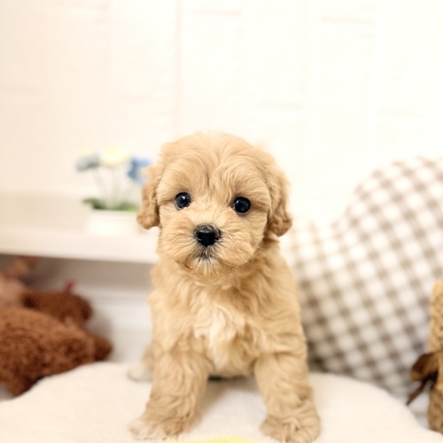 愛知県のマルプー(マルチーズ×プードル) (犬の家＆猫の里豊川インター店/2026年5月31日生まれ/男の子/アプリコット)の子犬の4枚目の画像