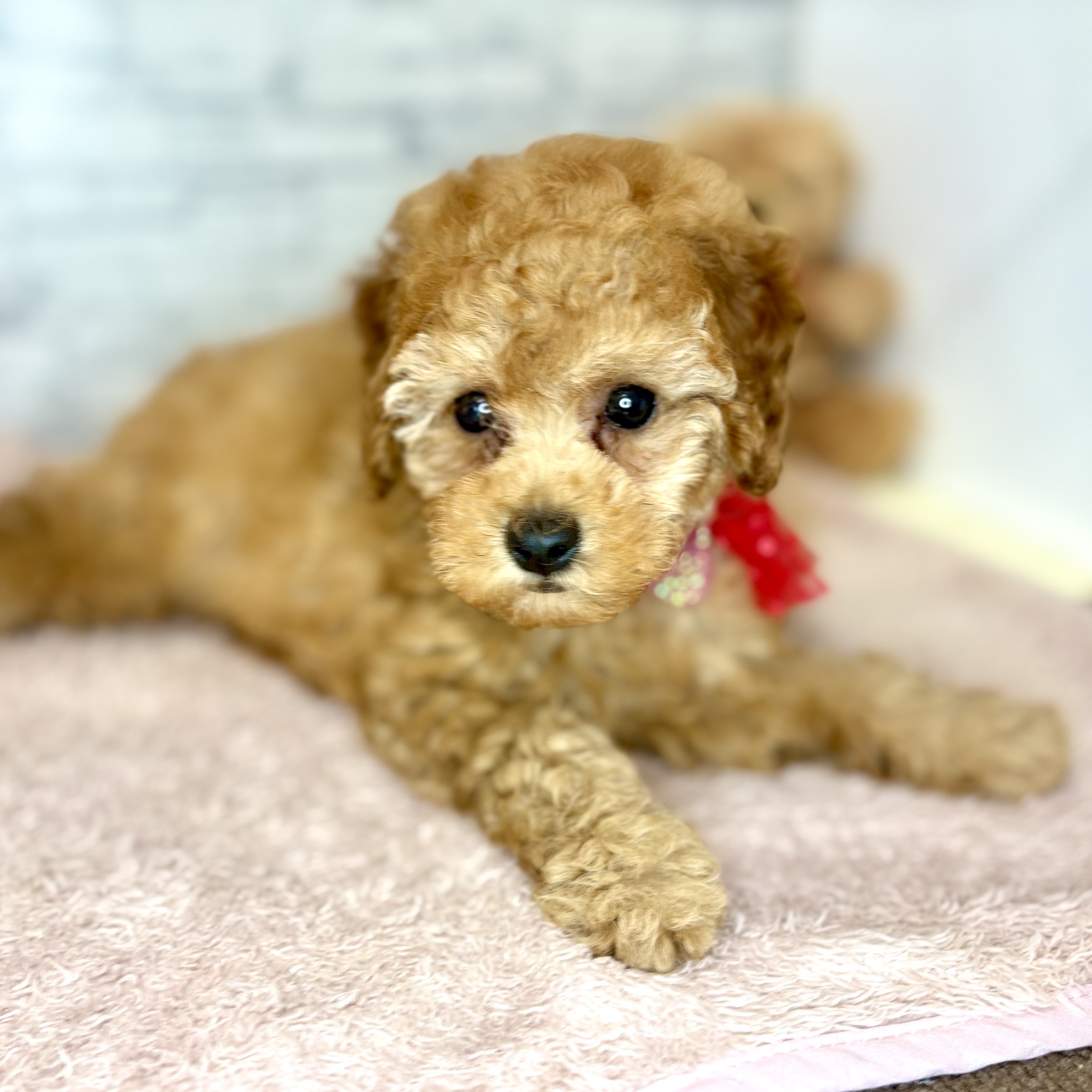 長野県のトイプードル(トイ) (犬の家＆猫の里長野店/2026年5月21日生まれ/男の子/レッド)の子犬の4枚目の画像