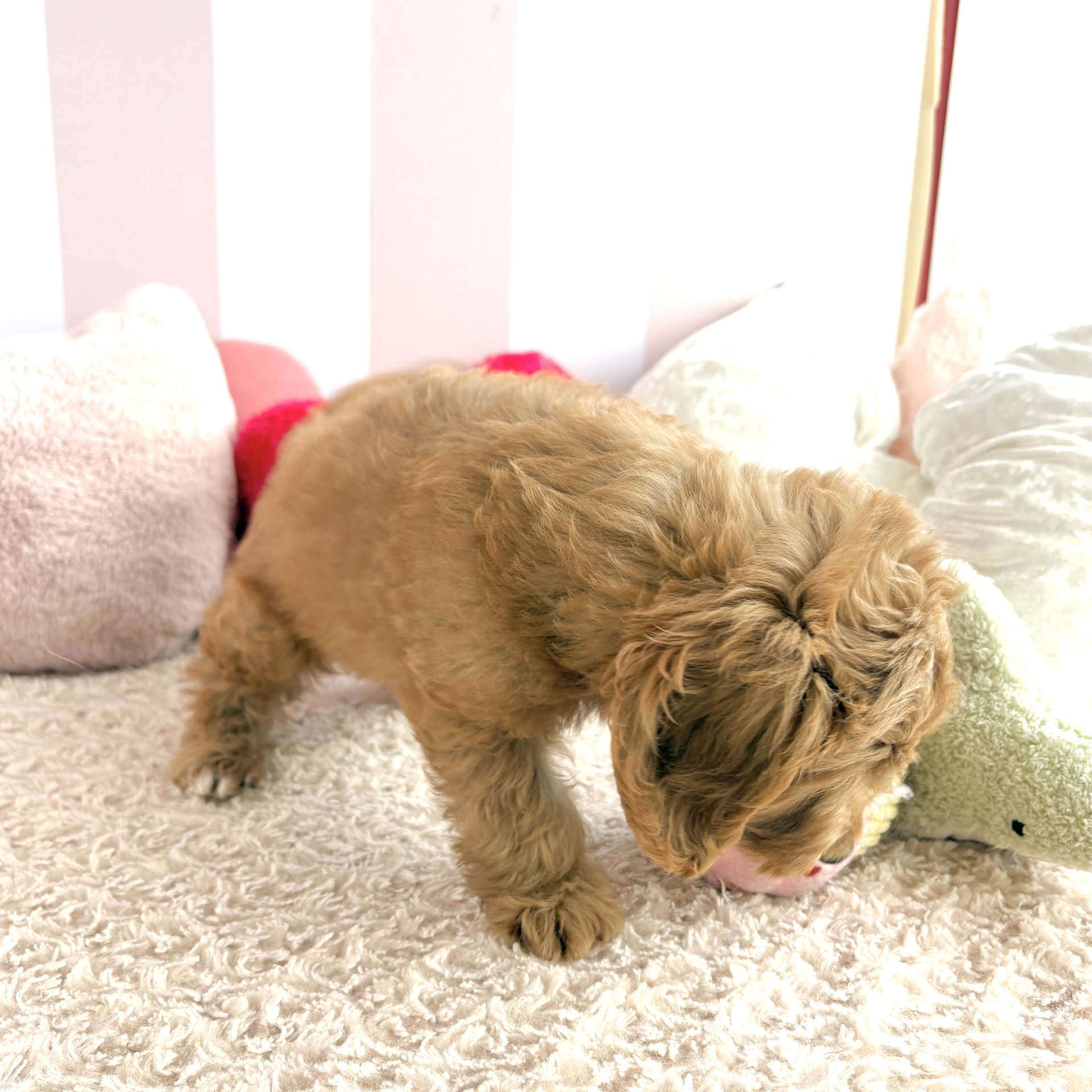 岡山県のダップー(ダックス×プードル) (犬の家＆猫の里倉敷中庄店/2026年5月31日生まれ/男の子/ゴールド)の子犬の4枚目の画像