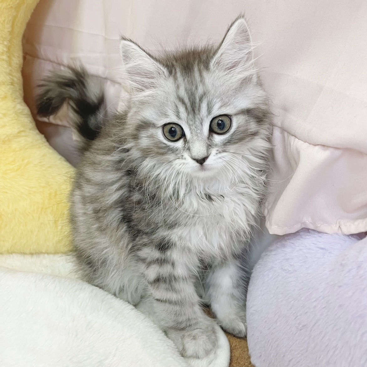 静岡県のサイベリアン (犬の家＆猫の里マークイズ静岡店/2026年5月26日生まれ/男の子/シルバータビー)の子猫の4枚目の画像