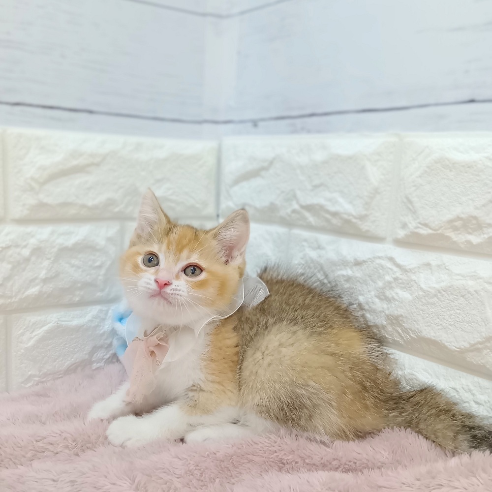 静岡県のブリティッシュショートヘアー (犬の家＆猫の里アミーゴ浜松和田店/2026年6月2日生まれ/女の子/ブラックゴールデンシェーデット)の子猫の4枚目の画像