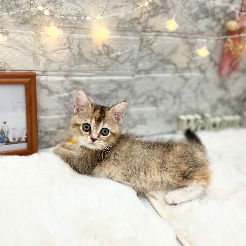 静岡県のブリティッシュショートヘアー (犬の家＆猫の里MEGAドン・キホーテ袋井店/2026年6月2日生まれ/女の子/ブラックゴールデンシェーデット)の子猫の4枚目の画像