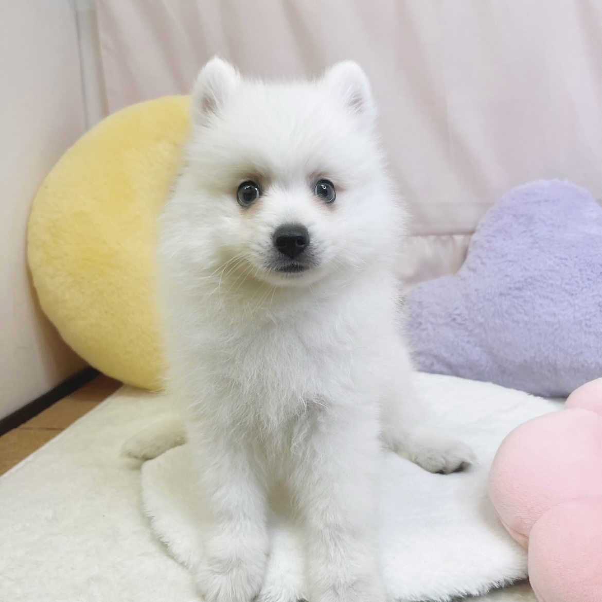 静岡県の日本スピッツ (犬の家＆猫の里マークイズ静岡店/2026年5月29日生まれ/男の子/ホワイト)の子犬の4枚目の画像