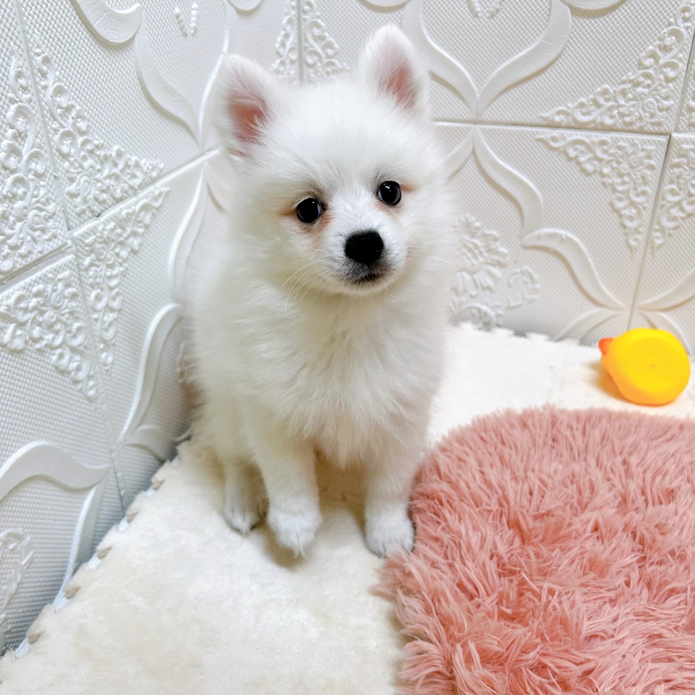 愛知県の日本スピッツ (犬の家＆猫の里岡崎店/2026年5月29日生まれ/女の子/ホワイト)の子犬の4枚目の画像