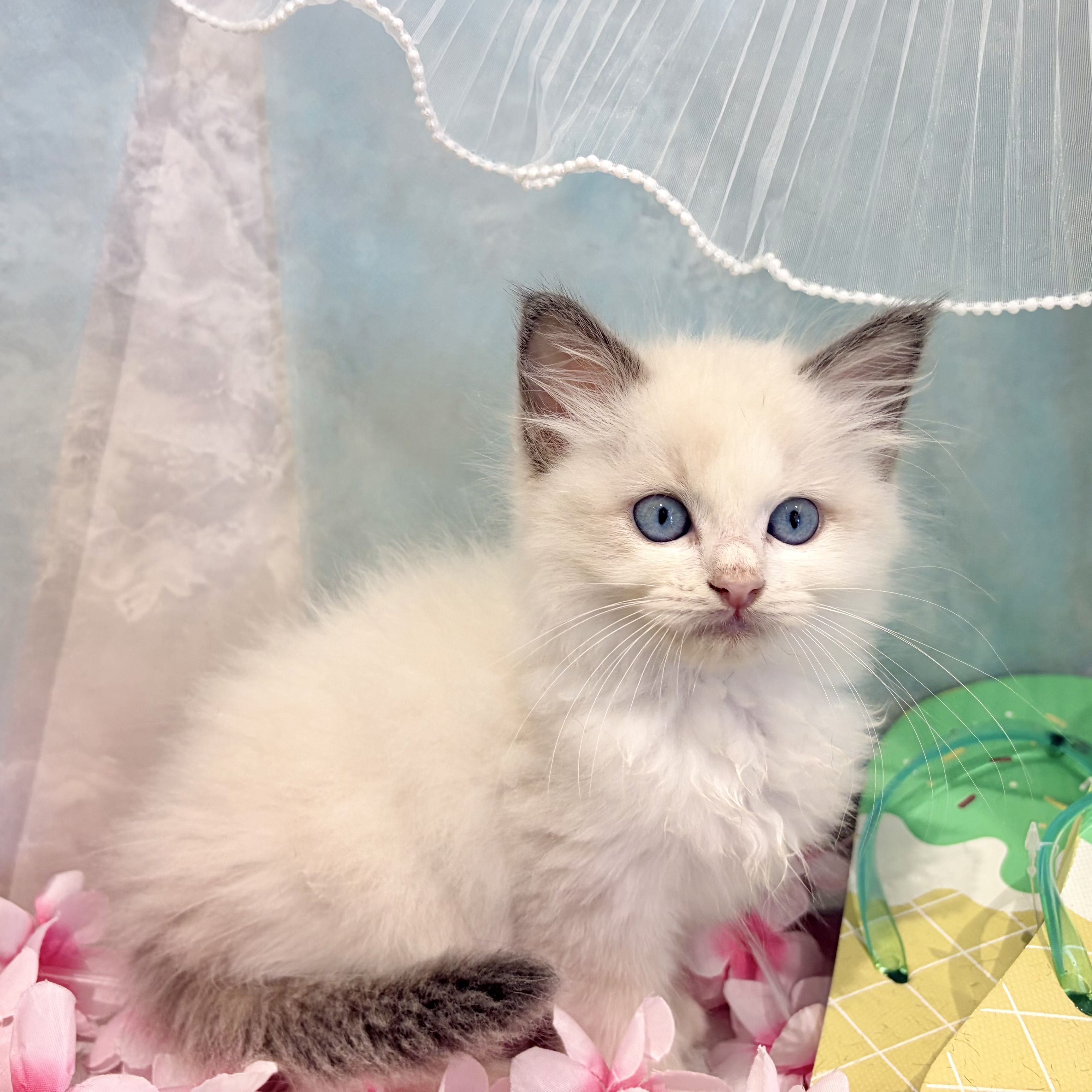 福岡県のラグドール (犬の家＆猫の里くりえいと宗像店/2026年5月27日生まれ/男の子/ブルーポイントバイカラー)の子猫の4枚目の画像