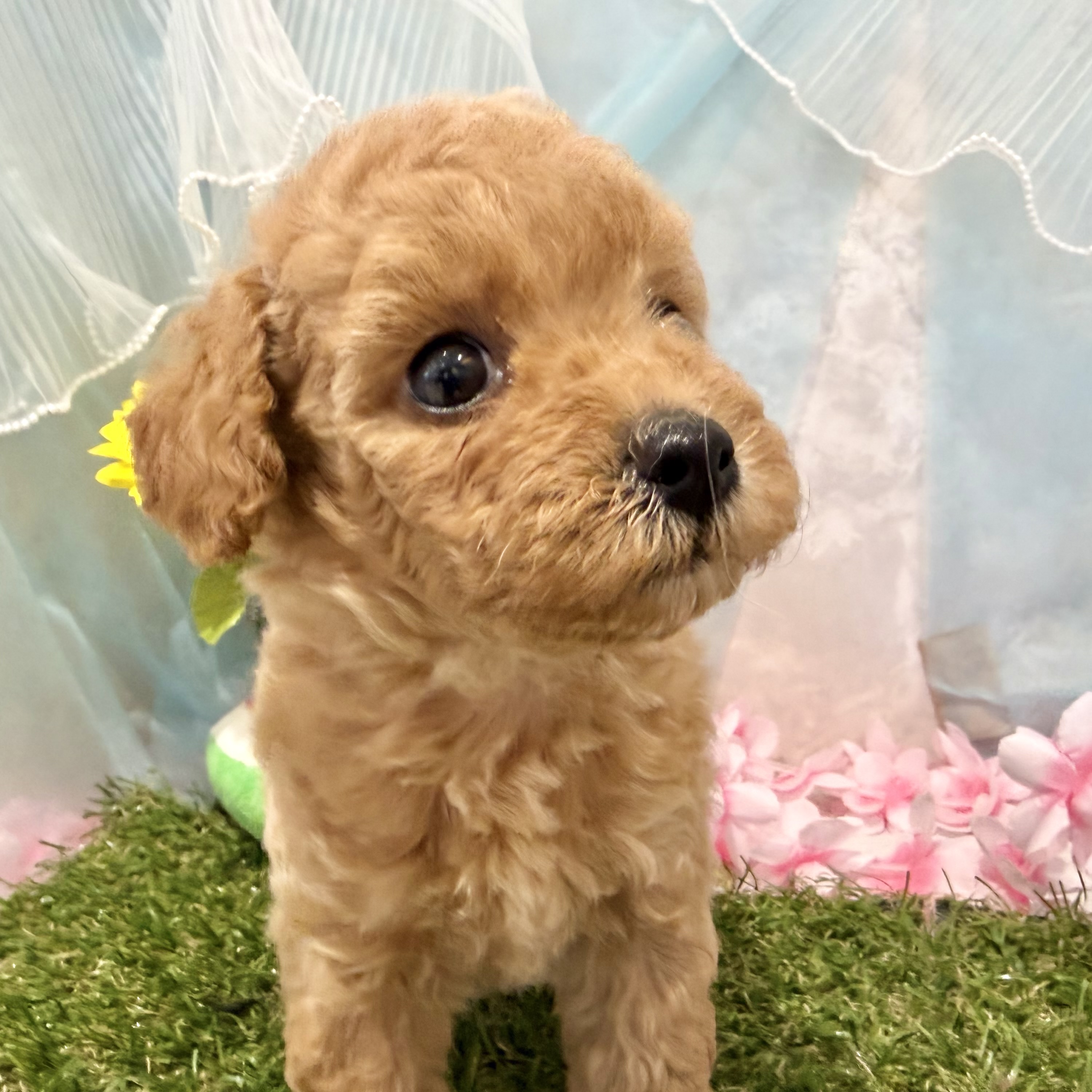 福岡県のハーフ犬・ミックス犬 (犬の家＆猫の里くりえいと宗像店/2026年6月1日生まれ/女の子/アプリコット)の子犬の4枚目の画像