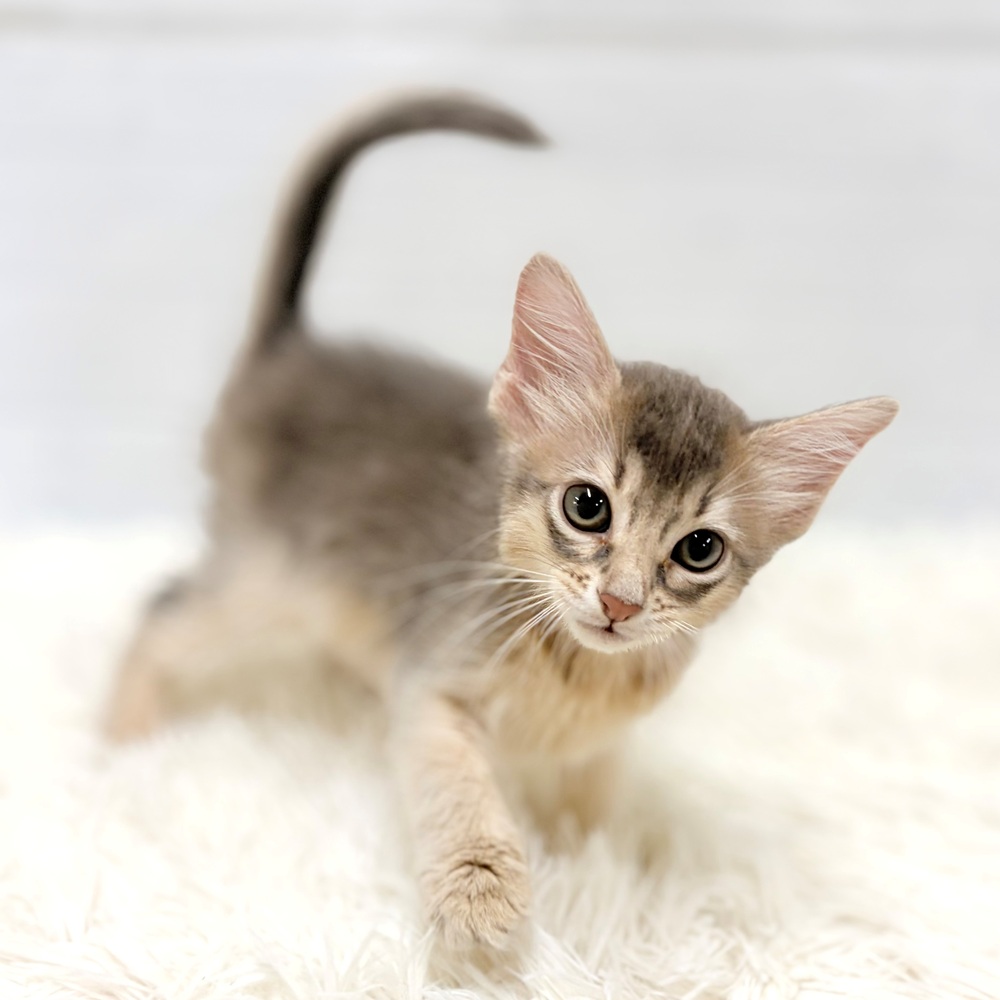 愛知県のソマリ (犬の家＆猫の里豊田店/2026年5月29日生まれ/女の子/ブルー)の子猫の4枚目の画像