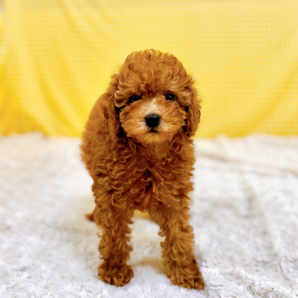 愛知県のトイプードル(トイ) (犬の家＆猫の里一宮店/2026年6月1日生まれ/女の子/レッドフォーン)の子犬の4枚目の画像