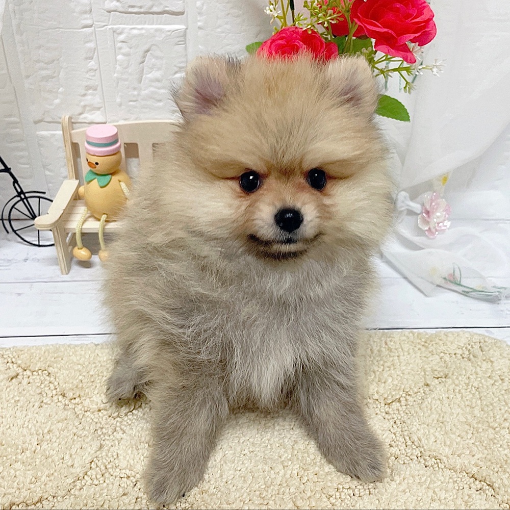 岡山県のポメラニアン (犬の家＆猫の里岡山店/2026年6月3日生まれ/女の子/ウルフセーブル)の子犬の4枚目の画像