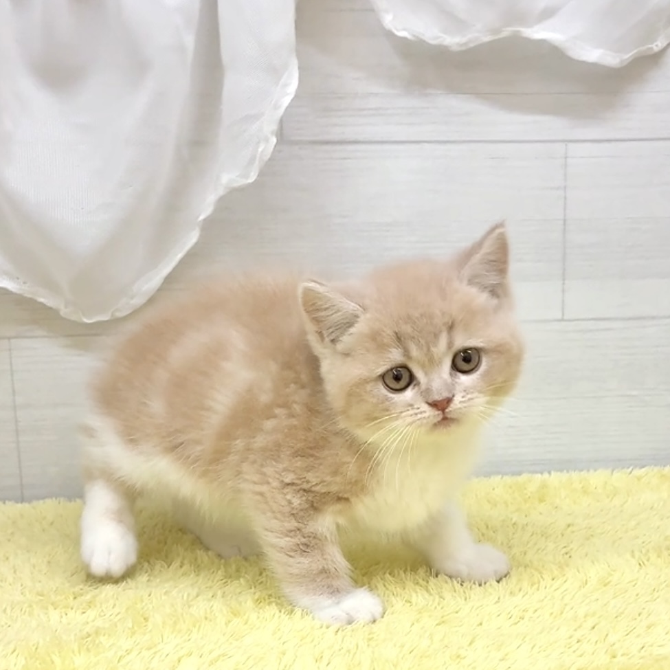 愛知県のミヌエット (犬の家＆猫の里碧南店/2026年6月2日生まれ/男の子/クリームタビーホワイト)の子猫の4枚目の画像