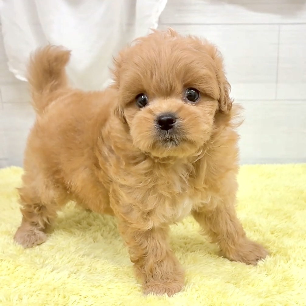 愛知県のペキプー(ペキニーズ×プードル) (犬の家＆猫の里碧南店/2026年6月1日生まれ/男の子/アプリコット)の子犬の4枚目の画像