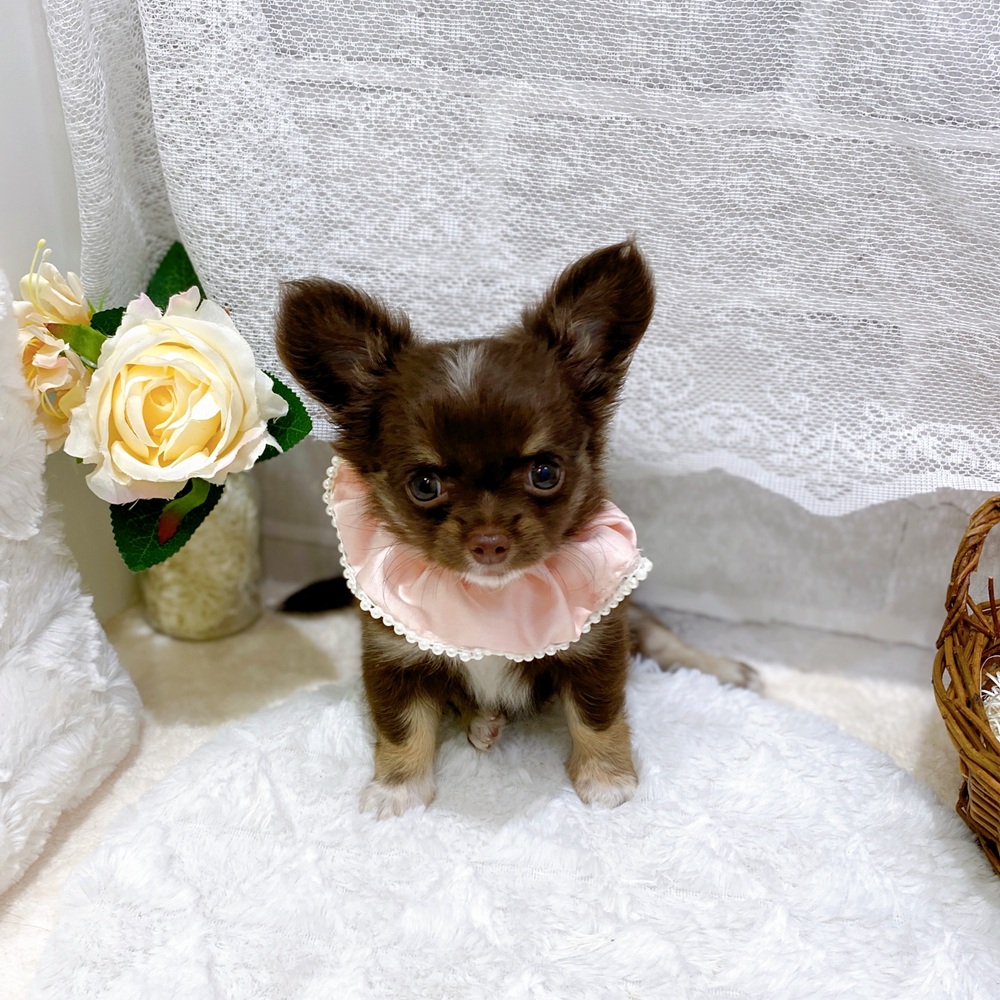 滋賀県のチワワ(ロング) (犬の家＆猫の里長浜店/2026年6月4日生まれ/女の子/チョコレートタンホワイト)の子犬の4枚目の画像