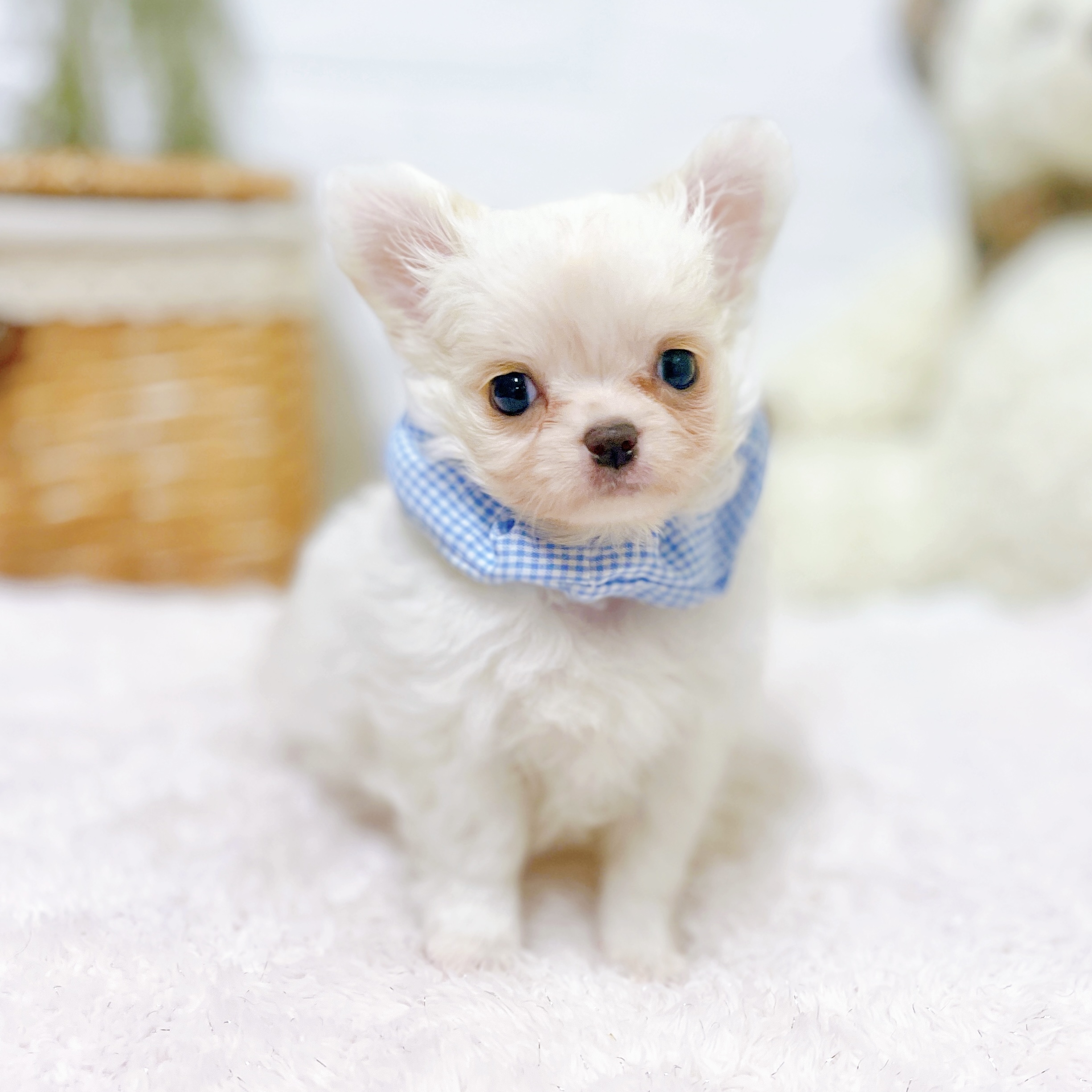 滋賀県のチワワ(ロング) (犬の家＆猫の里近江八幡店/2026年6月3日生まれ/男の子/ホワイトクリーム)の子犬の4枚目の画像