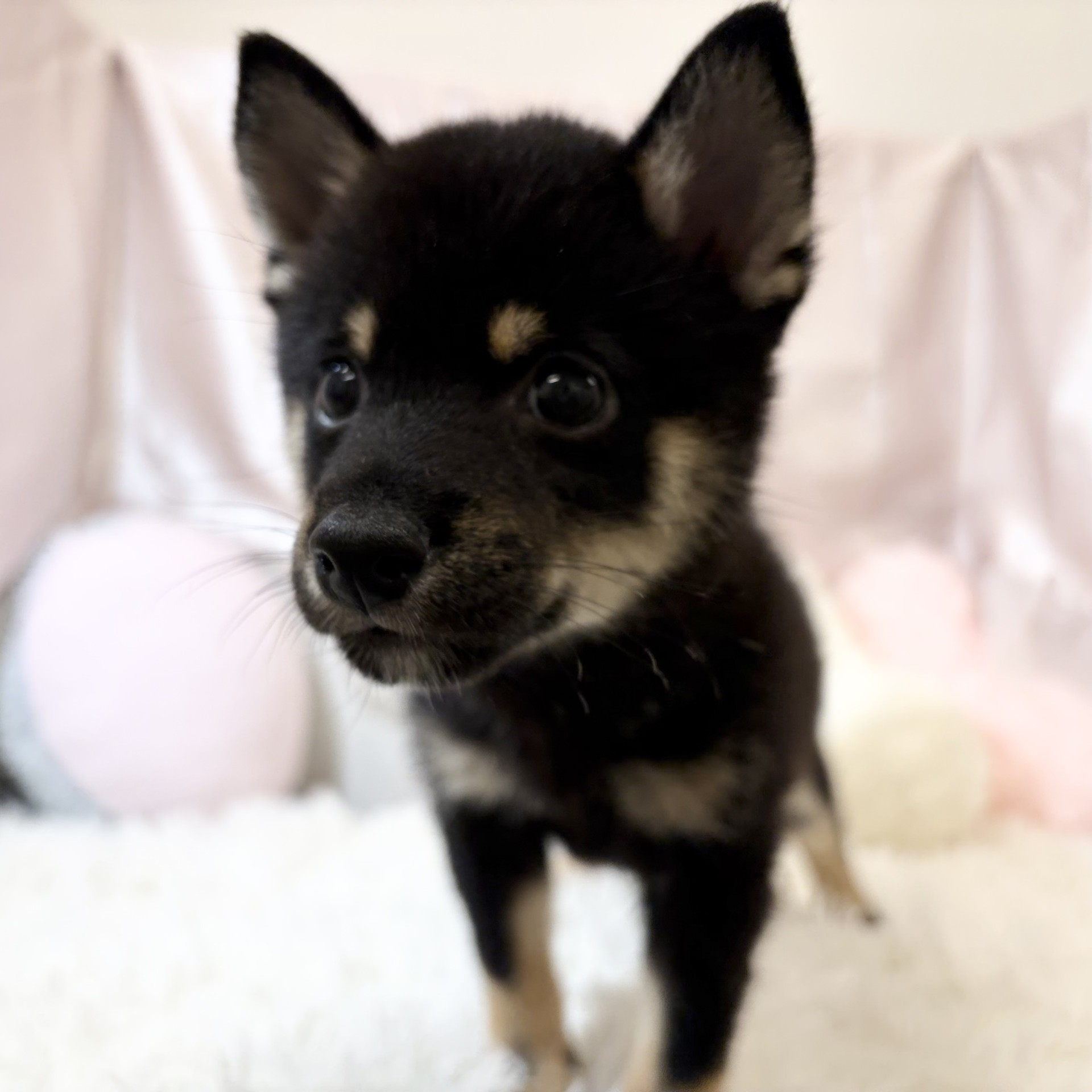 兵庫県の豆柴 (犬の家＆猫の里カナート西神戸店/2026年6月4日生まれ/男の子/黒)の子犬の4枚目の画像