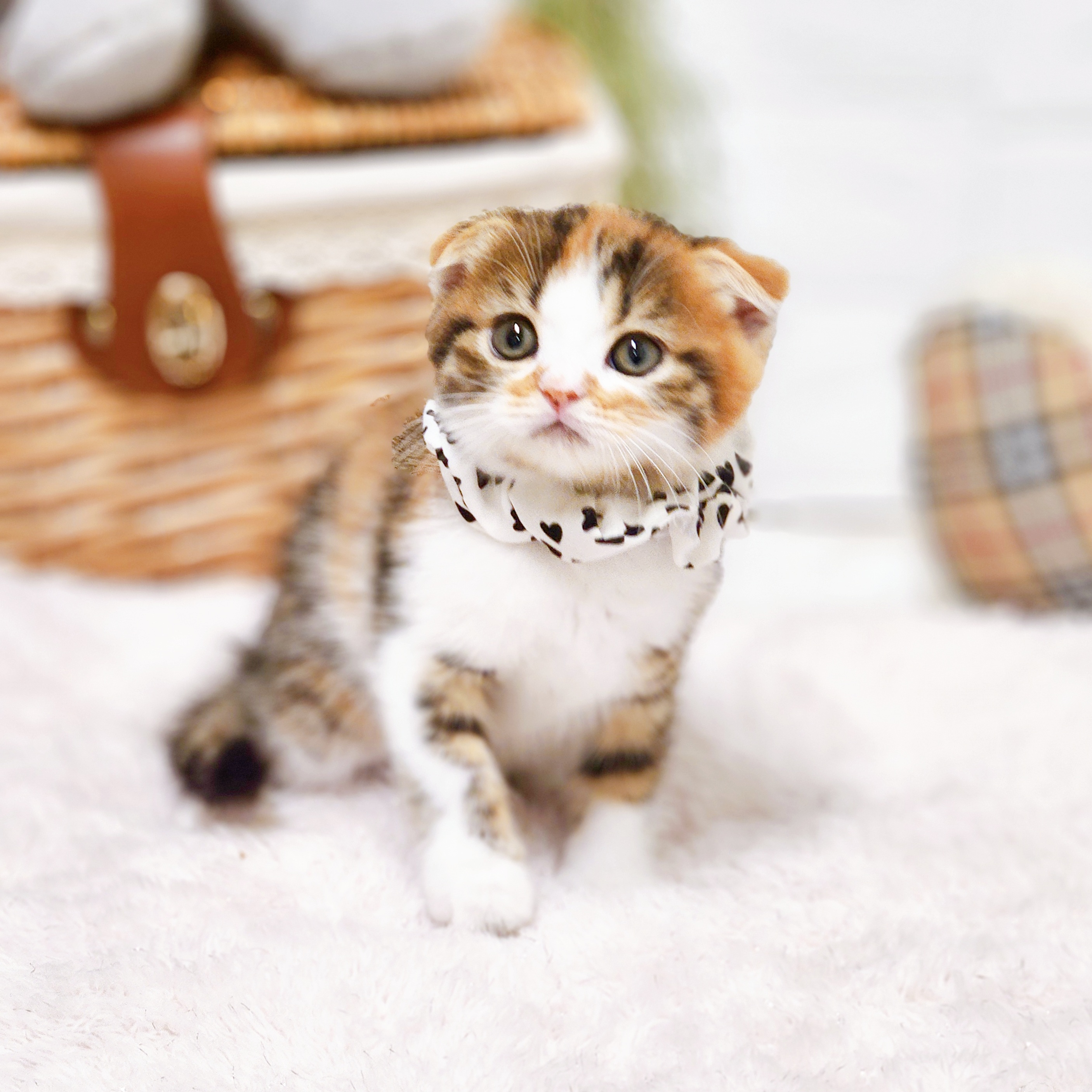滋賀県のスコティッシュフォールド (犬の家＆猫の里近江八幡店/2026年6月3日生まれ/女の子/ブラウンパッチドタビーホワイト)の子猫の4枚目の画像