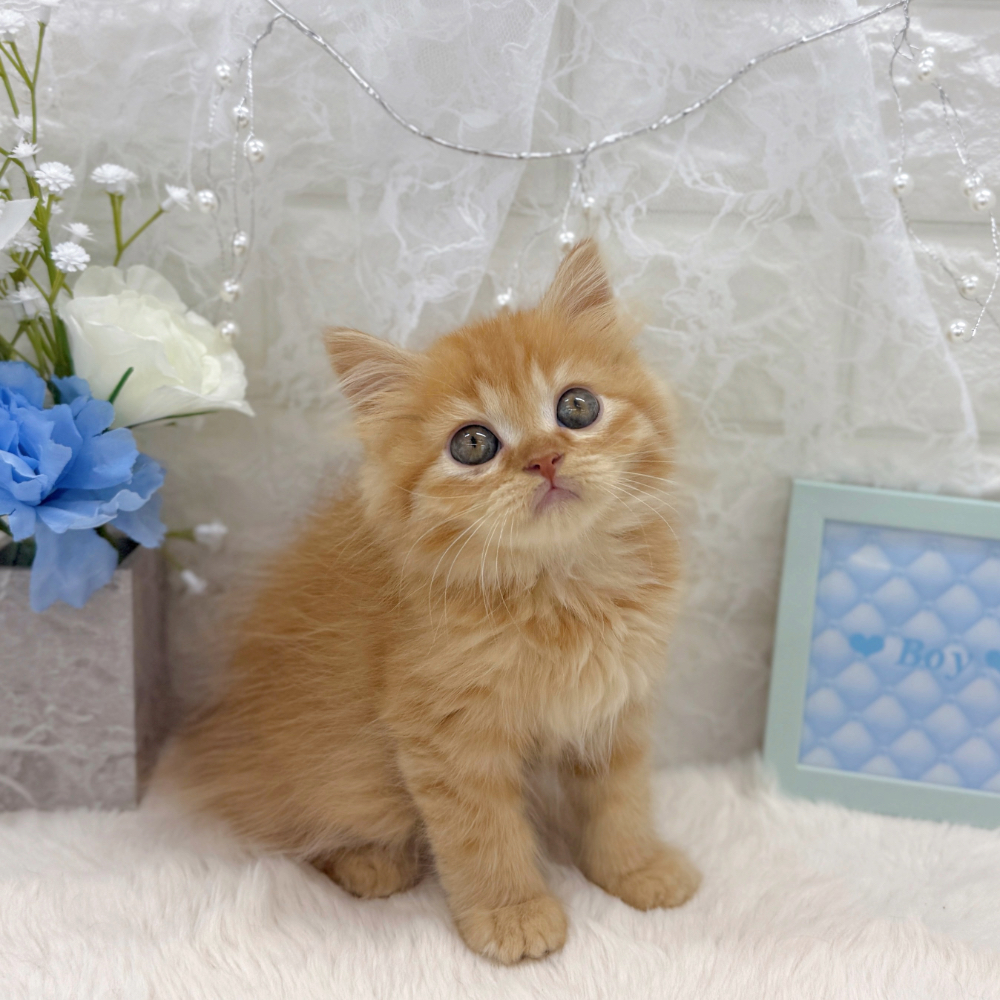 福井県のスコティッシュフォールド (犬の家＆猫の里アミーゴ福井大和田店/2026年6月3日生まれ/男の子/レッドタビー)の子猫の4枚目の画像
