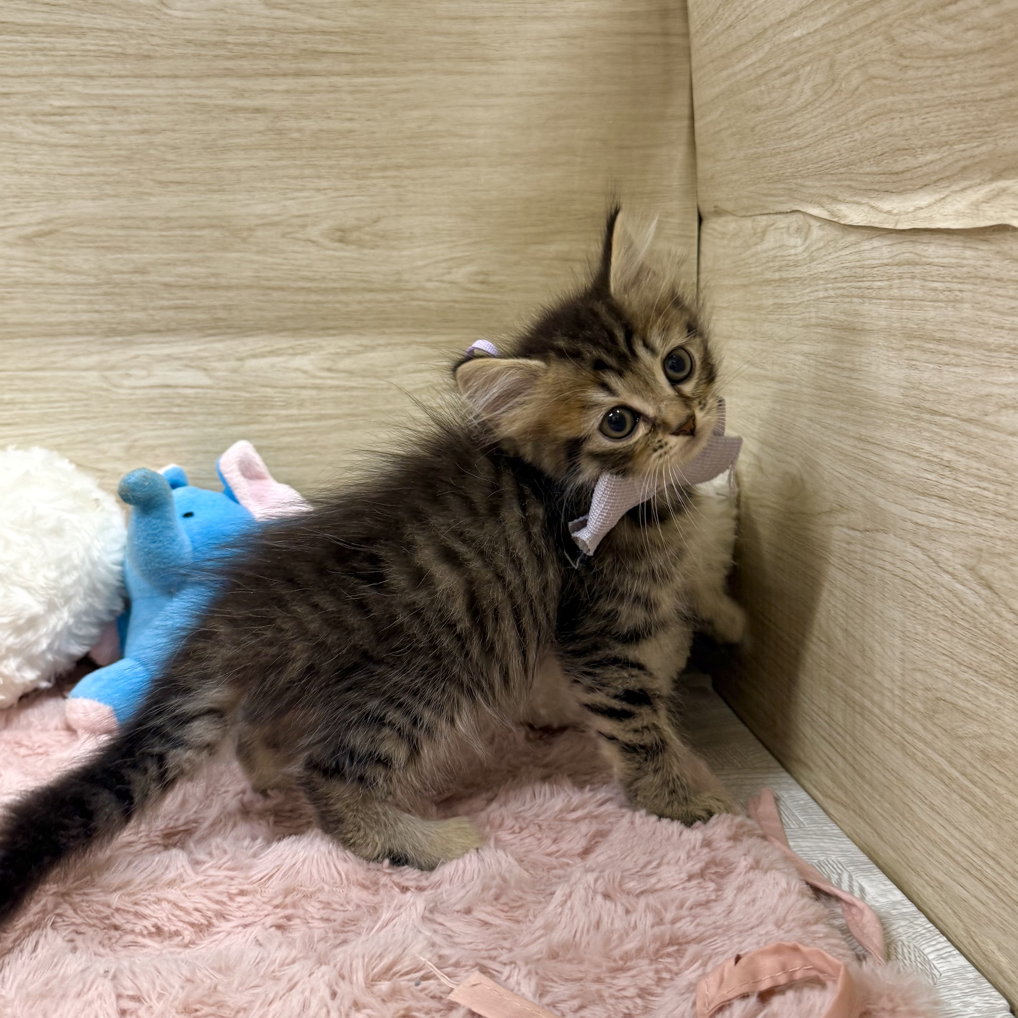 大阪府のスコティッシュフォールド (犬の家＆猫の里そよら東岸和田店/2026年6月3日生まれ/男の子/ブラウンタビー)の子猫の4枚目の画像