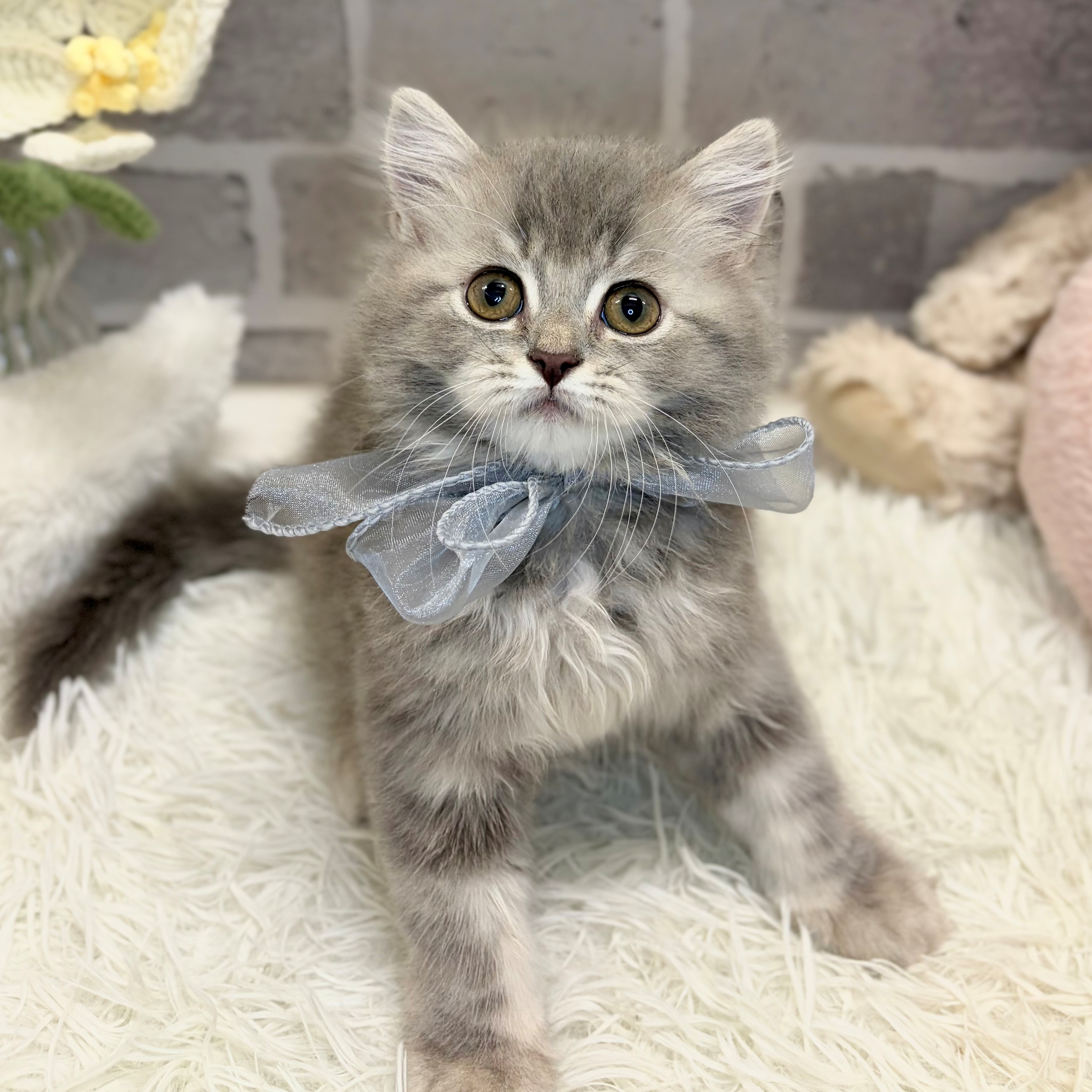 兵庫県のラガマフィン (犬の家＆猫の里神戸店/2026年6月3日生まれ/女の子/ブルータビー)の子猫の1枚目の画像