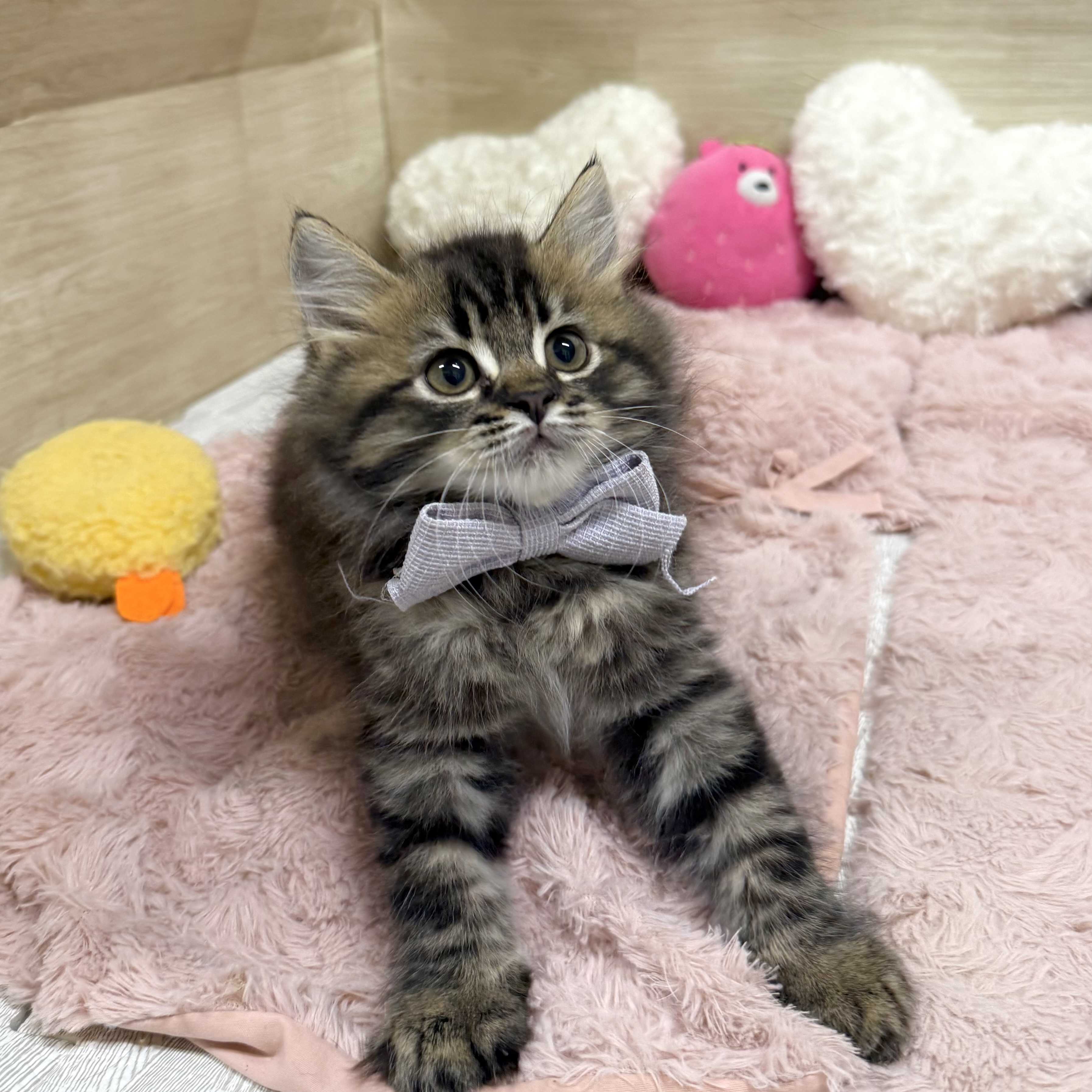 大阪府のラガマフィン (犬の家＆猫の里そよら東岸和田店/2026年6月3日生まれ/男の子/ブラウンタビー)の子猫の4枚目の画像