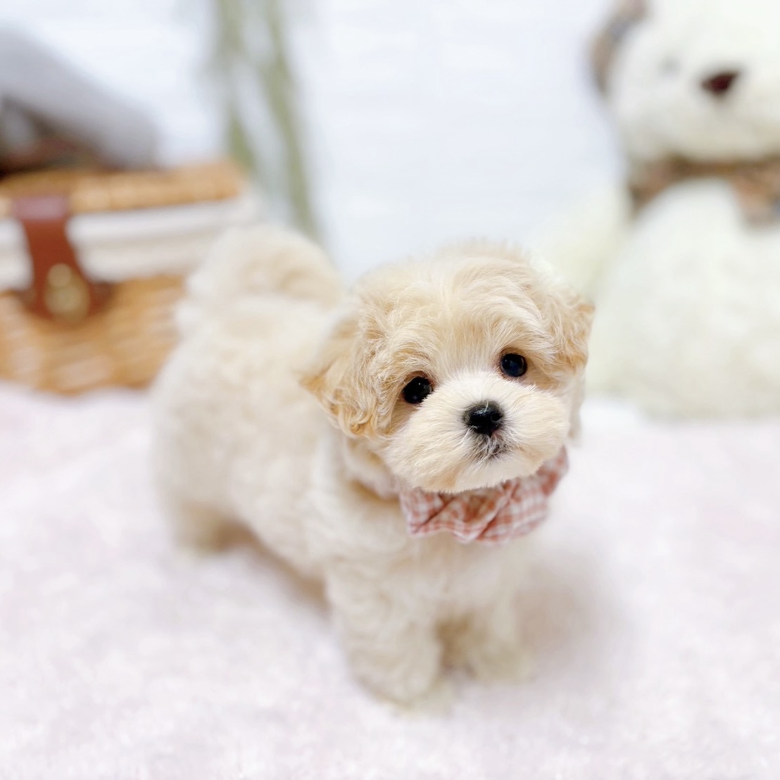 滋賀県のマルプー(マルチーズ×プードル) (犬の家＆猫の里近江八幡店/2026年6月3日生まれ/女の子/クリーム)の子犬の4枚目の画像