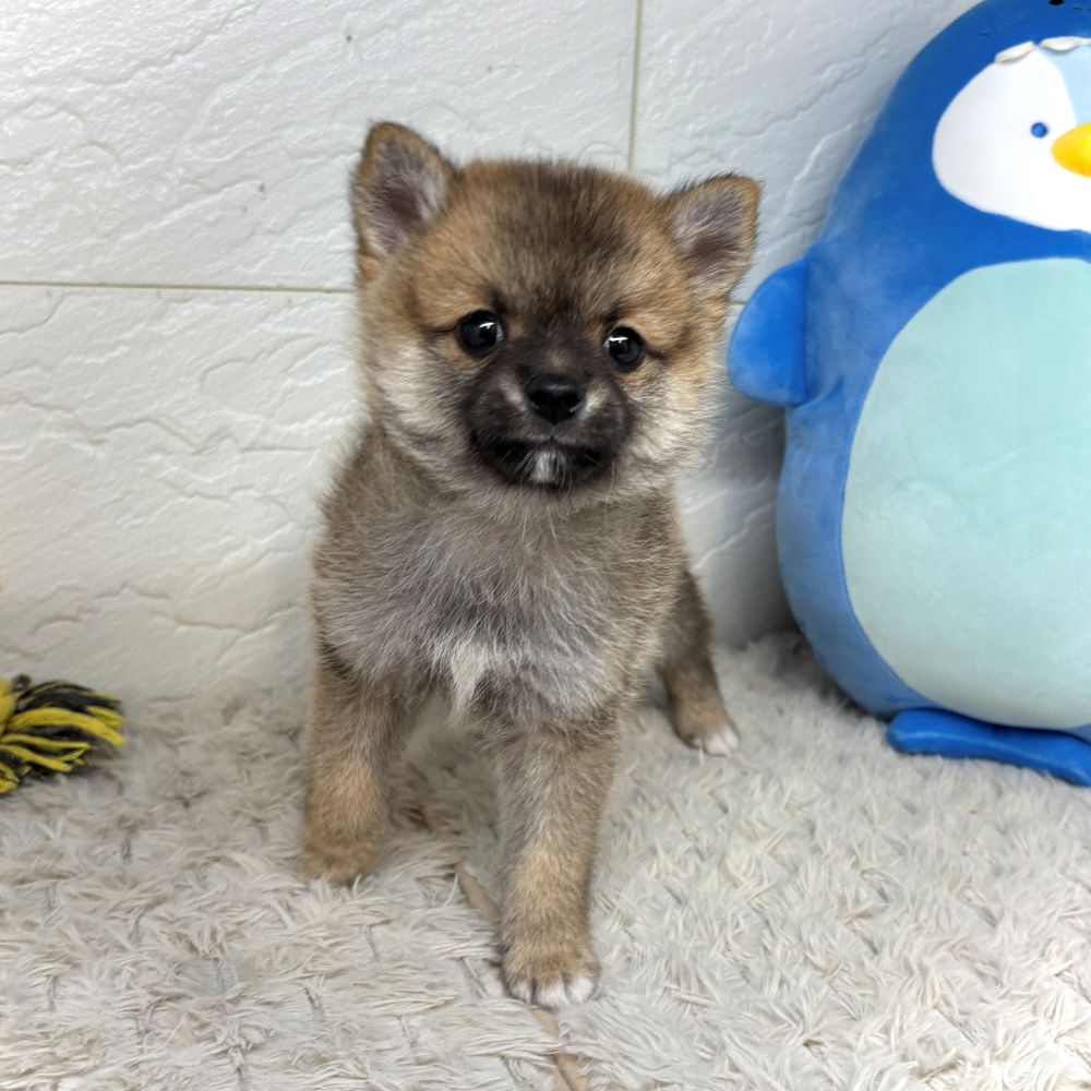 兵庫県のポメ柴/豆ポメ/ポメ豆柴(ポメラニアン×柴犬) (犬の家＆猫の里ゆめタウン姫路店/2026年6月1日生まれ/男の子/赤)の子犬の4枚目の画像