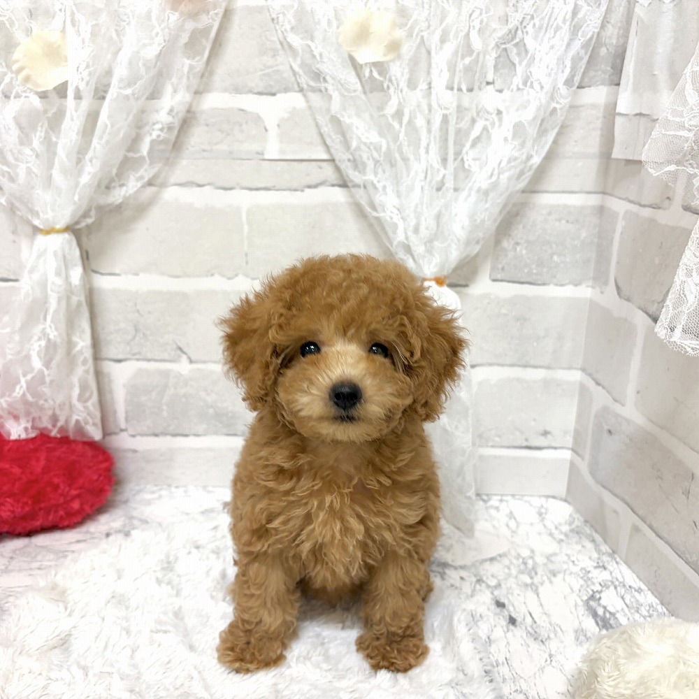 京都府のトイプードル(トイ) (犬の家＆猫の里京都精華店/2026年5月28日生まれ/女の子/オレンジフォーン)の子犬の4枚目の画像