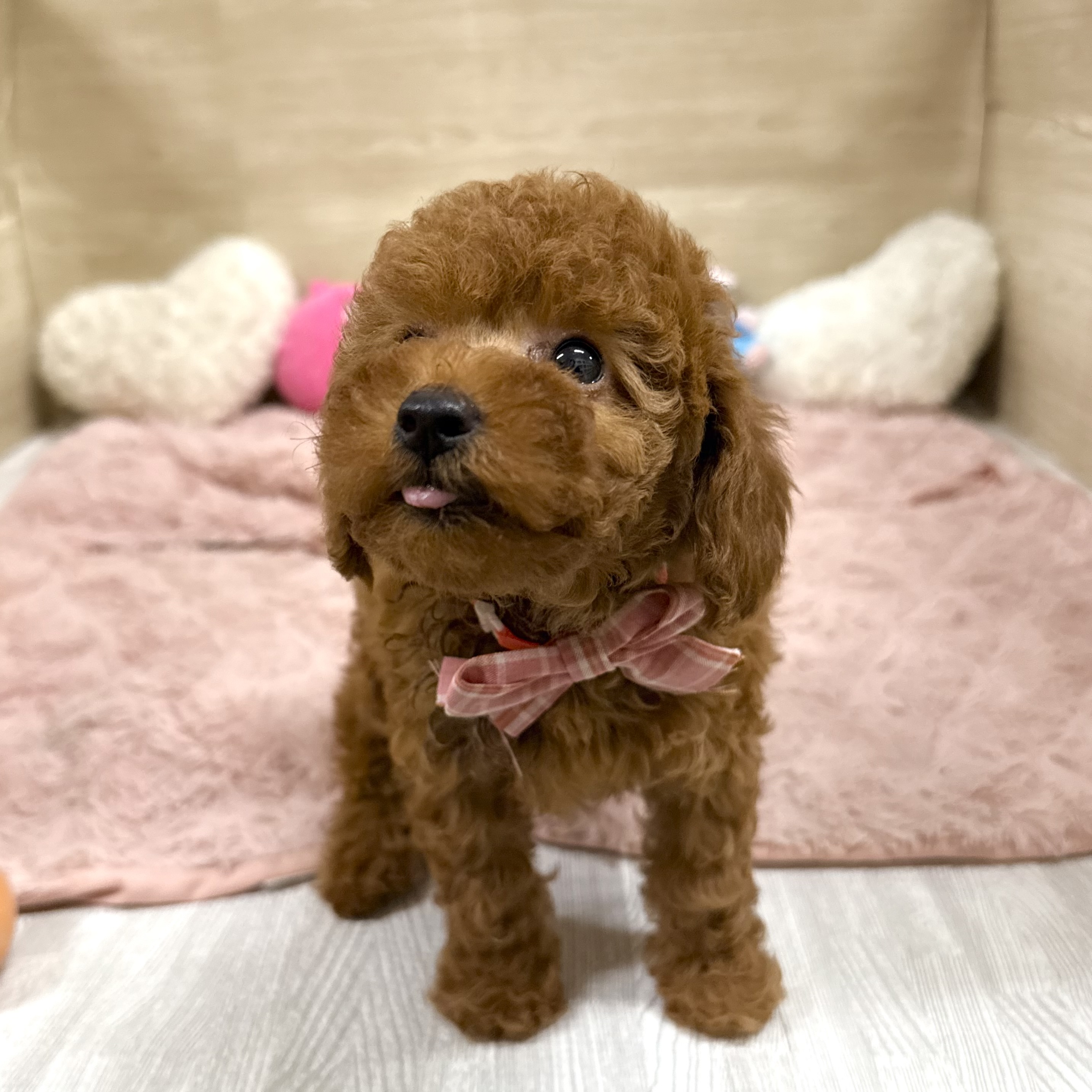 大阪府のトイプードル(トイ) (犬の家＆猫の里そよら東岸和田店/2026年6月3日生まれ/女の子/レッドフォーン)の子犬の4枚目の画像