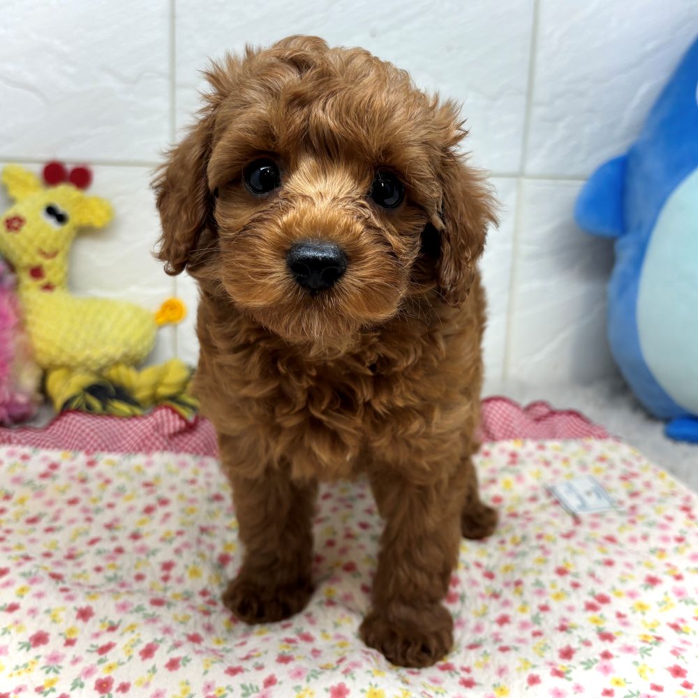 兵庫県のシュナプー(シュナウザー×プードル) (犬の家＆猫の里ゆめタウン姫路店/2026年6月4日生まれ/男の子/レッド)の子犬の4枚目の画像