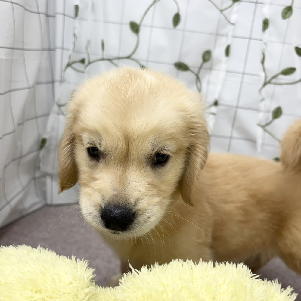 長野県のゴールデンレトリバー (犬の家＆猫の里塩尻店/2026年6月4日生まれ/男の子/ゴールデン)の子犬の4枚目の画像