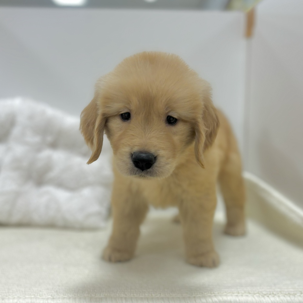 岐阜県のゴールデンレトリバー (犬の家＆猫の里カラフルタウン岐阜店/2026年6月4日生まれ/女の子/ゴールデン)の子犬の1枚目の画像