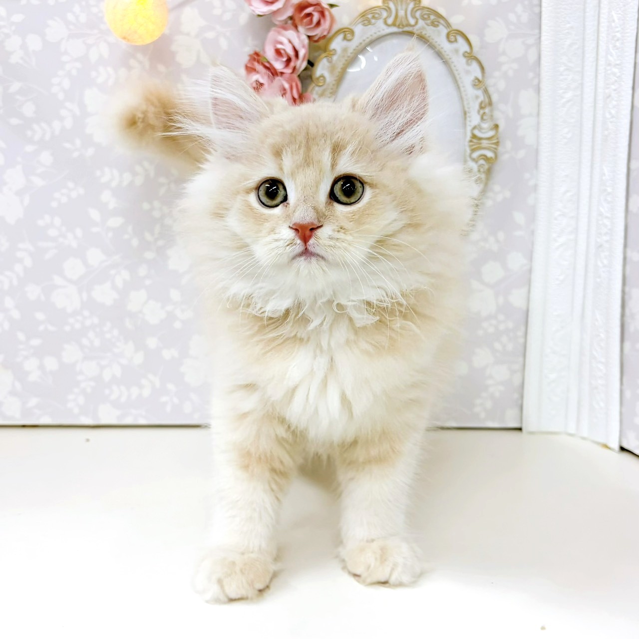 富山県のスコティッシュフォールド (犬の家＆猫の里アミーゴ高岡蓮花寺店/2026年6月4日生まれ/男の子/クリームタビーホワイト)の子猫の4枚目の画像